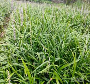 高度15厘米阔叶麦冬草