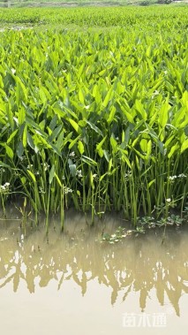 高度20厘米黑三棱