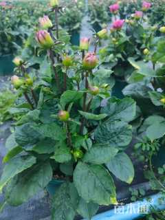 高度40厘米小丽花