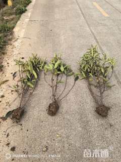 高度100厘米珊瑚冬青