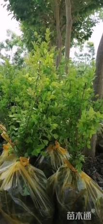 高度60厘米金叶女贞