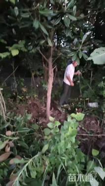 高度30厘米八角金盘小苗