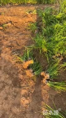 高度17厘米麦冬