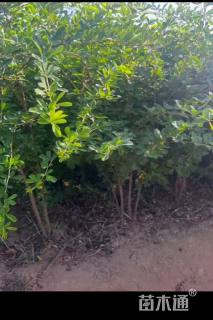 高度150厘米锦鸡儿