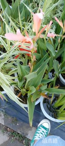 高度40厘米水生美人蕉