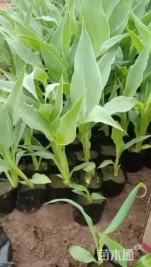 高度40厘米水生美人蕉