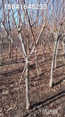 高度1500厘米大红袍李子