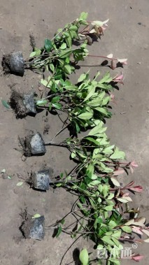 高度60厘米红叶石楠小苗