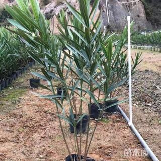 高度60厘米夹竹桃