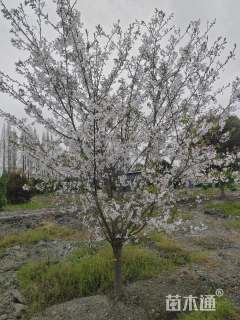 14公分染井吉野