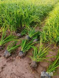 高度30厘米萱草