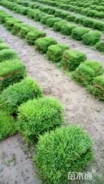 草块状/草卷状中华结缕草