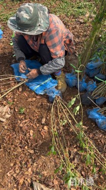 高度150厘米丛生丁香