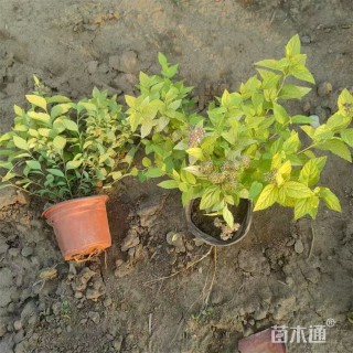 高度40厘米金焰绣线菊