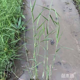 高度20厘米芦苇小苗