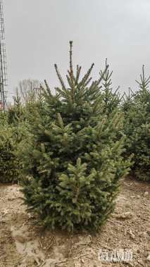 高度200厘米青海云杉