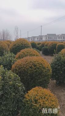 冠幅200厘米亮晶女贞球