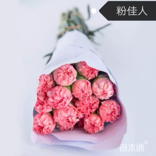 康乃馨