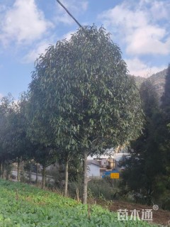 22公分红花木莲