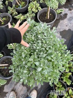 高度50厘米芙蓉菊