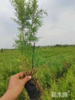 高度40厘米柽柳
