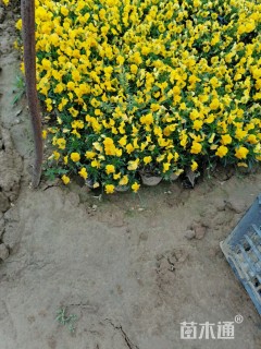 高度40厘米鸢尾