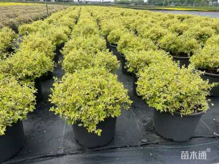 高度30厘米六道木