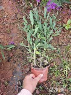 高度25厘米马鞭草