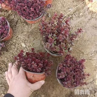 高度22厘米胭脂红景天