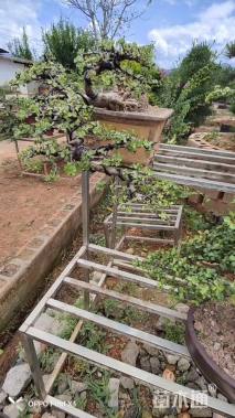 60厘米树马齿苋