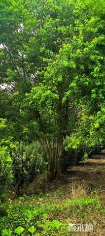 5公分(3杆)丛生乌桕