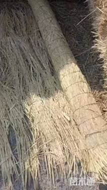 草毯