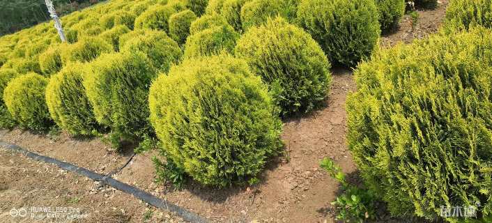 冠幅170厘米洒金柏球