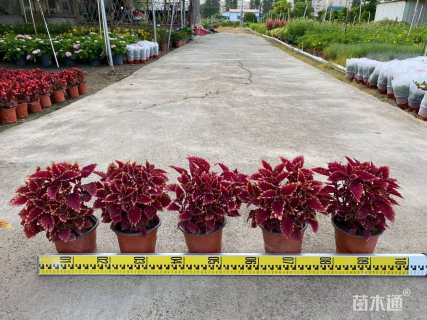 高度30厘米彩叶草