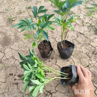 高度18厘米芍药