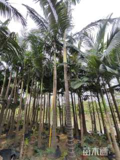 裸干高700厘米假槟榔