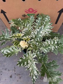 花叶茛力花