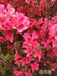 高度80厘米映山红