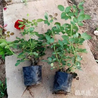 高度25厘米大花月季