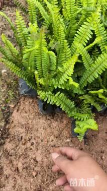 高度20厘米肾蕨