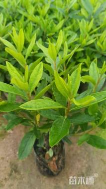 高度25厘米春鹃