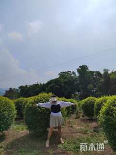 冠幅180厘米金禾女贞球