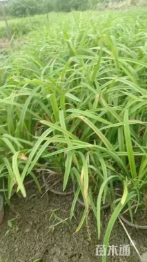 高度25厘米大花萱草