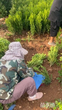 冠幅25厘米大叶黄杨球