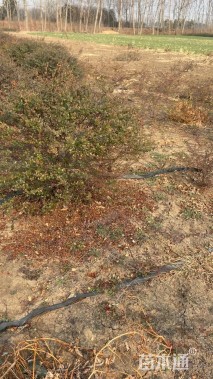 冠幅120厘米火棘球