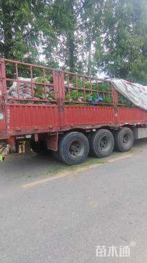 高度50厘米油松