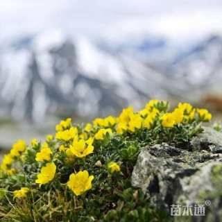 花草种子委陵菜种子