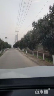 10公分红叶石楠