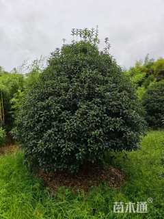 高度300厘米丛生桂花