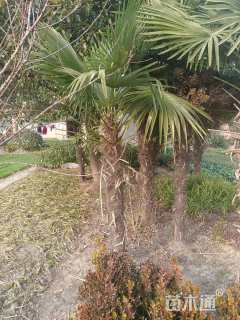 裸干高600厘米棕榈